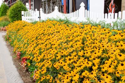 Flowers Flowers