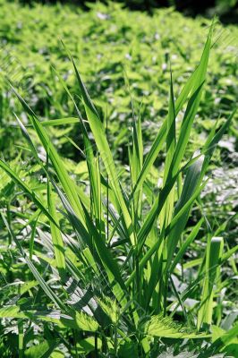 grass grass