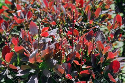 thorn bush thorn bush