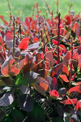 thorn bush