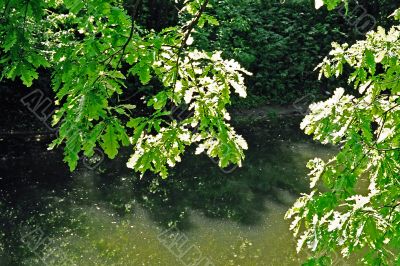 branch branch