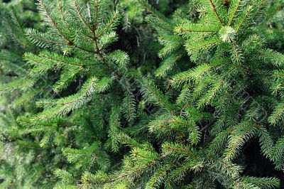 fir tree fir tree