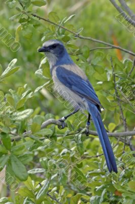 florida scrub jay florida scrub jay