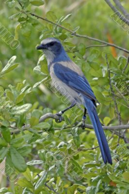 florida scrub jay