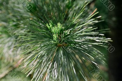 pine tree