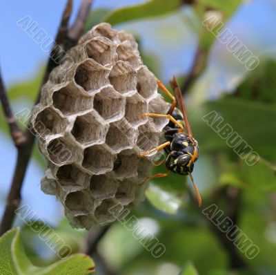 Wasp on Nest