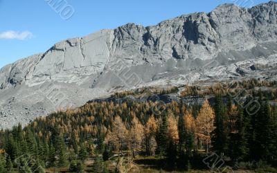 Whistling Ridge with larches