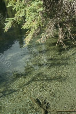 Spruce tree leaning over stream,