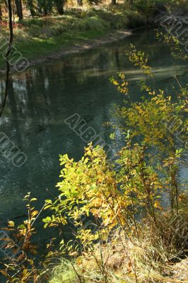 Shrubs &amp; reflections in quiet stream