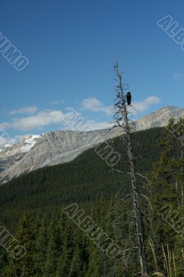 Crow in snag, spruce forest