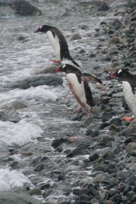 Gentoo penguin, diving into Southern Ocean