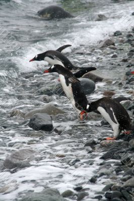 Gentoo penguin, diving into Southern Ocean