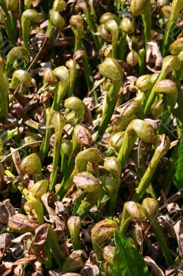 Pitcher plants