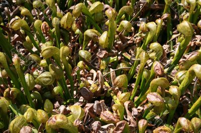 Pitcher plants