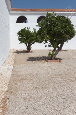 Trees in a patio. Trees in a patio.