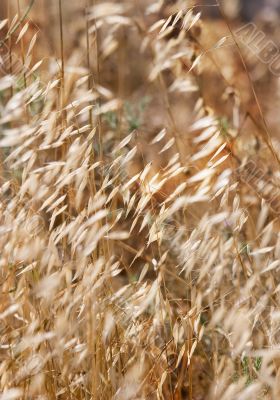 Wind in a dry grass