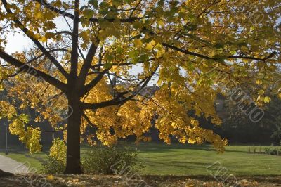 Magnificent autumn withering