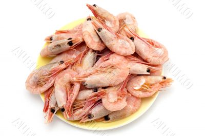 shrimp
