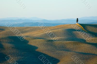 lonely cypress tree in hill - typical tuscan landscape