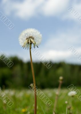 dandelion over blue sky background