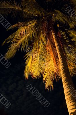 tropical night