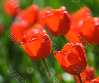 red tulips, shallow focus