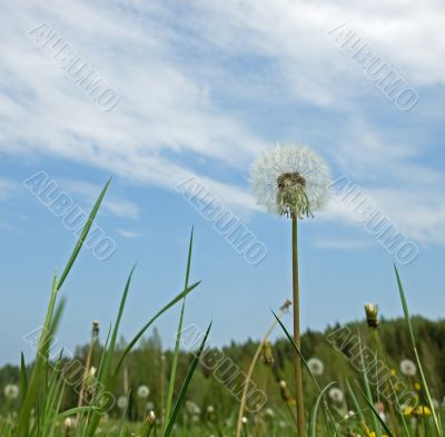 dandelions over blue sky background