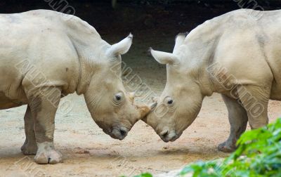 two rhinos
