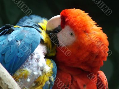 Parrots