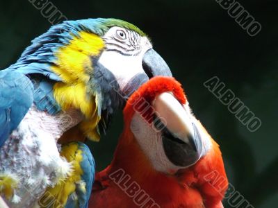 Parrots 1