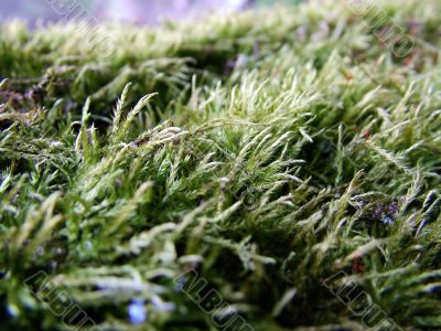 Kukushkin flax is usual