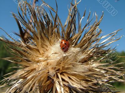 Insect on the flower