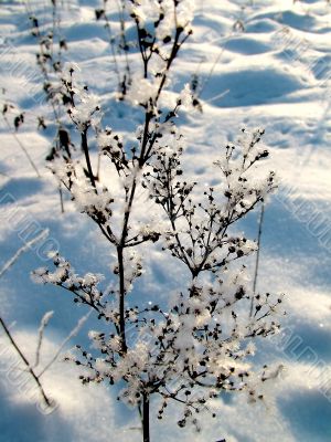 Hoarfrost on the plant