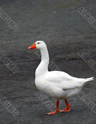 White Duck