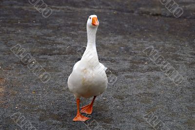 White Duck