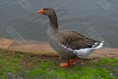 Duck Walking near a lake
