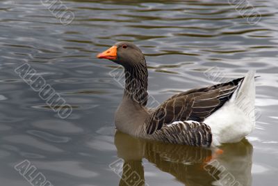 Gray Duck