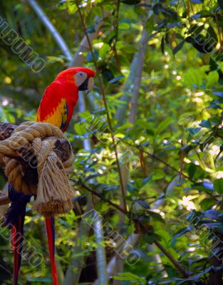 Solitary Macaw