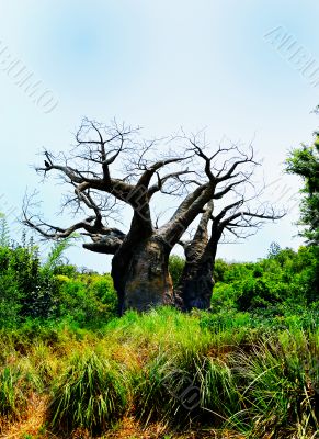 Old Barren Tree