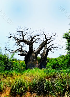 Old Barren Tree Old Barren Tree