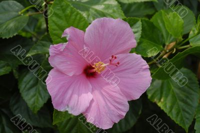 Hibiscus