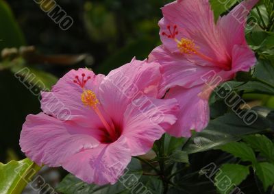 Hibiscus