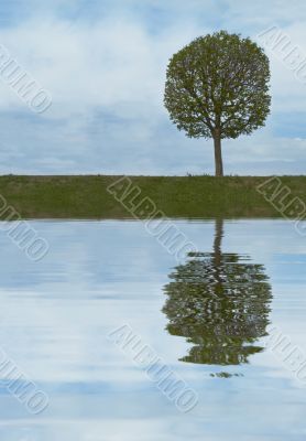tree reflecting in the water