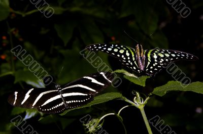 Beautiful butterflies