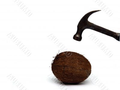 Coconut Coconut