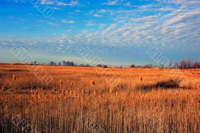 Wild Grass