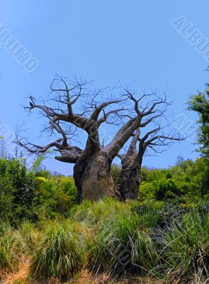 Old Barren Tree