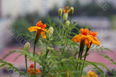 Orange small flowers
