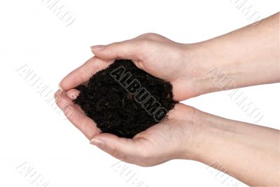 Two hands holding Dirt