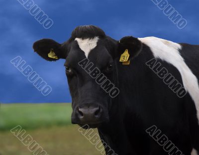 Holstein Friesian Cow